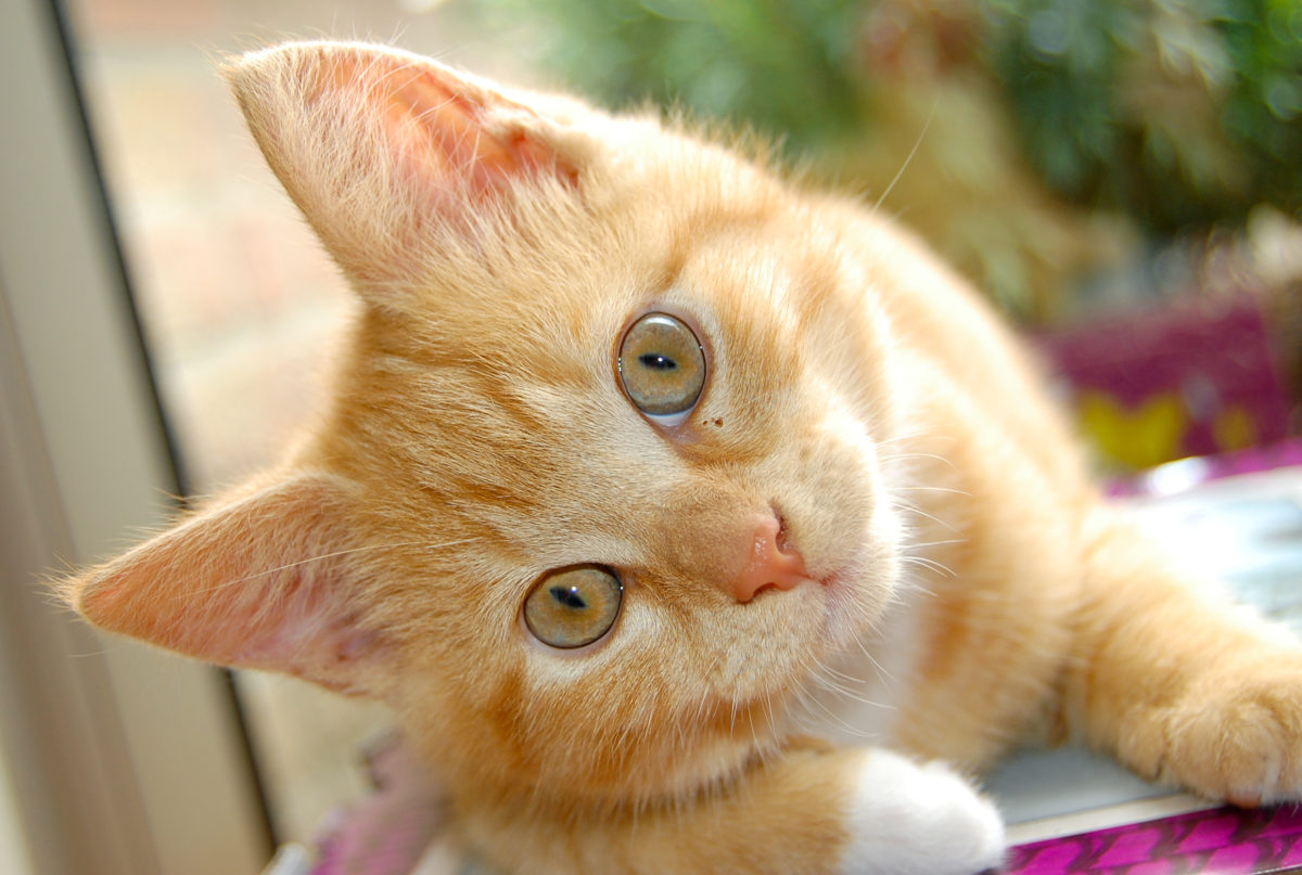 Curious red kitten