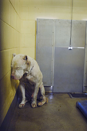 Pics Of Animals In Shelters. In a shelter