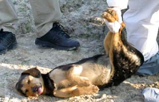 dead_dog