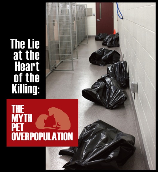 The Lie at the Heart of the Killing Blog header.pdf_Layout 1_0001