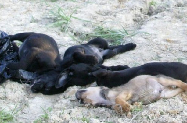 dead puppies_0001