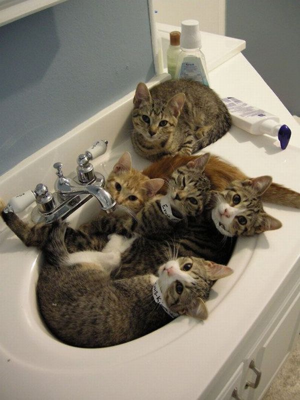 cats-in-bathroom-sink