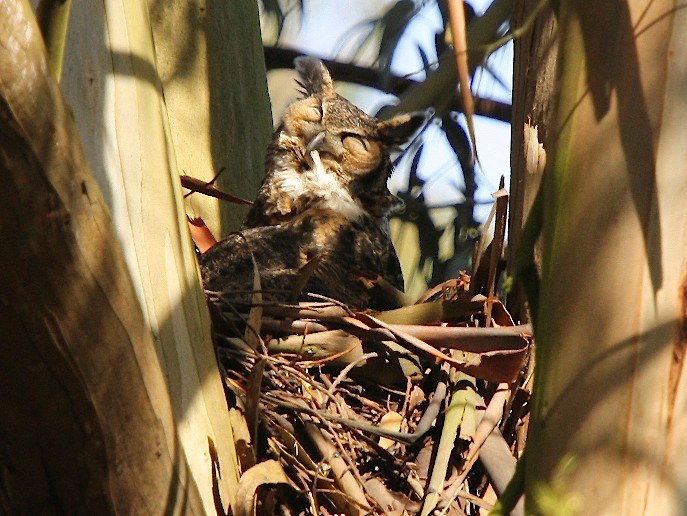 owl-nest