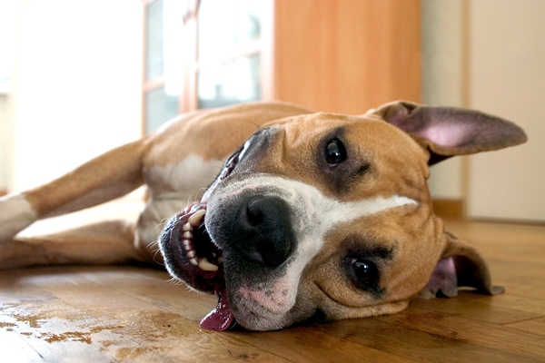 Pit Bull resting