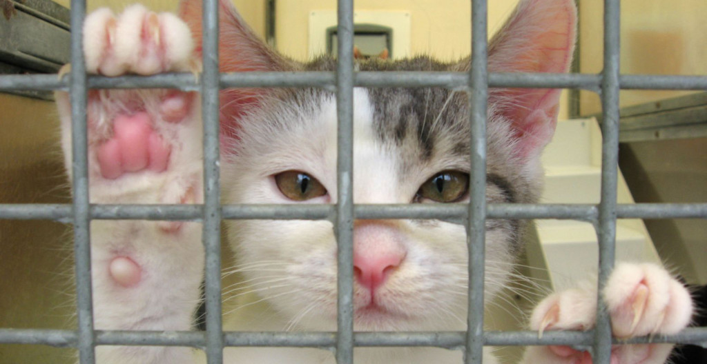 kitten paws against cage(1)