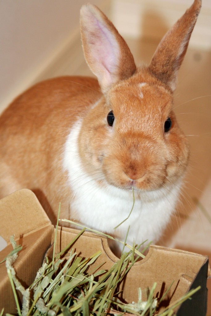 found-rabbit-eating-hay