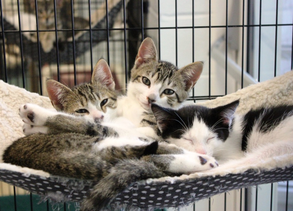 Kittens-in-hammock