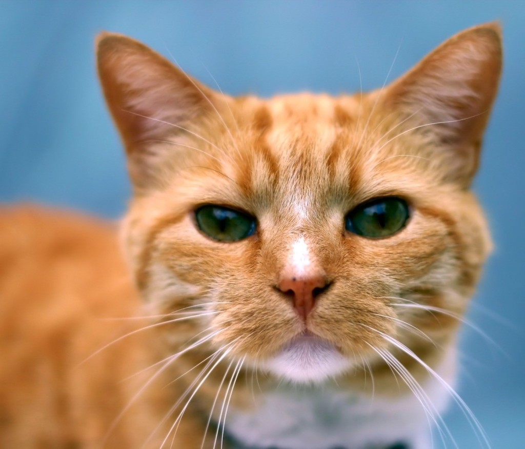 beautiful-unique-yellow-orange-cat