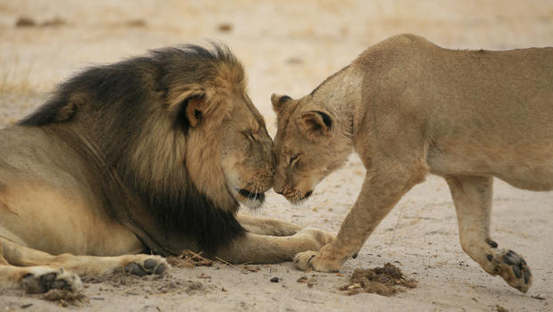 cecil-and-lioness-brent-stapelkamp