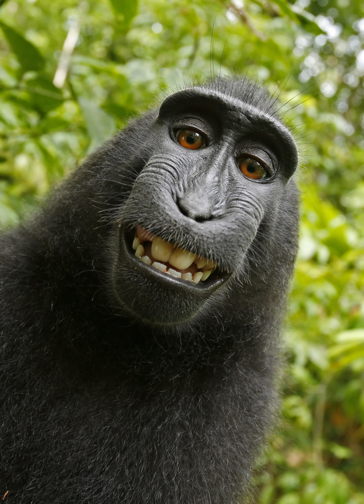 PIC BY A WILD MONKEY / DAVID SLATER / CATERS NEWS - (PICTURED: One of the photos that the monkey took with Davids camera. 1 of 2: This photo was the original photo the monkey took) - The photographer behind the famous monkey selfie picture is threatening to take legal action against Wikimedia after they refused to remove his picture because 'the monkey took it'. David Slater, from Coleford, Gloucestershire, was taking photos of macaques on the Indonesian island of Sulawesi in 2011 when the animals began to investigate his equipment. A black crested macaque appeared to be checking out its appearance in the lens and it wasn't long before it hijacked the camera and began snapping away. SEE CATERS COPY.