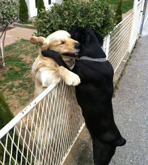Dogs hug