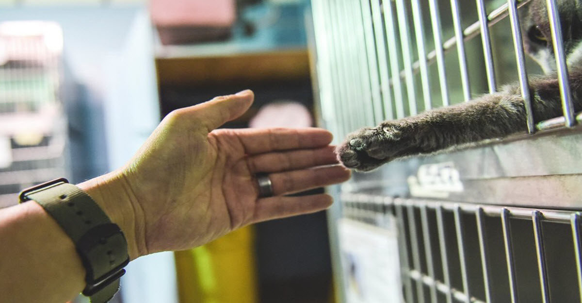 shelter-cat-askingto-be-adopted-by-literally-reaching-out-her-paw-3