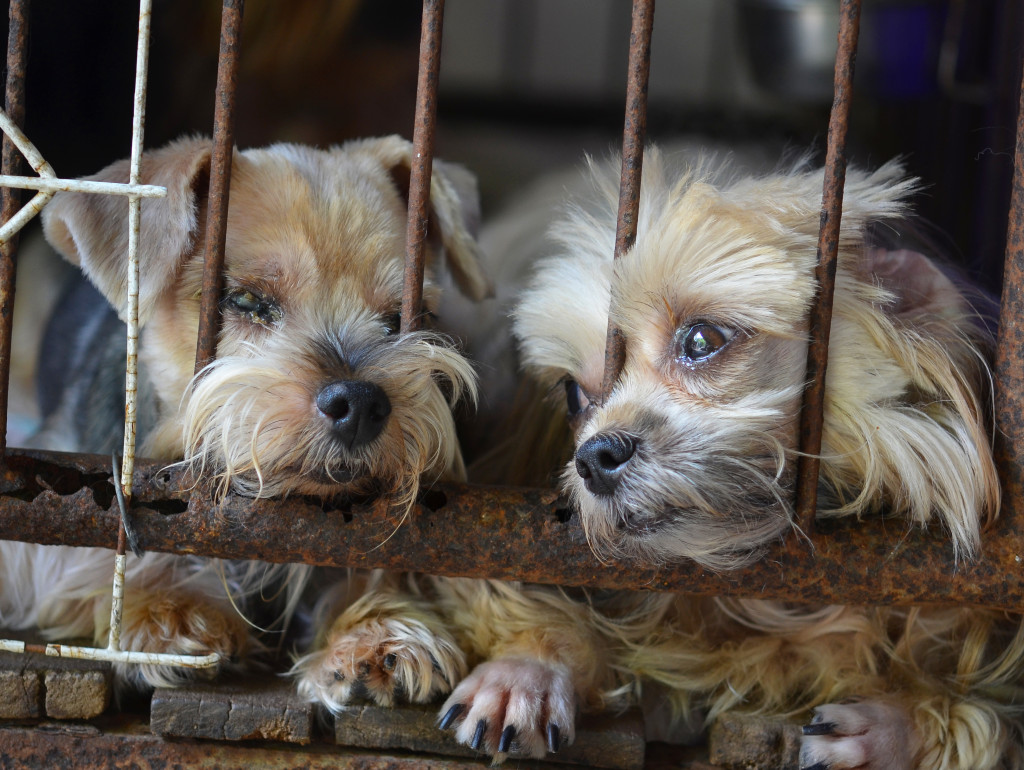 puppy mill articles
