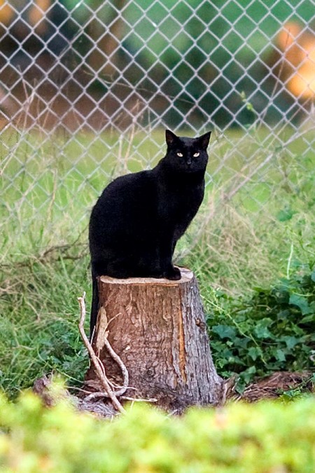 42 Top Pictures Feral Cat Rescue Los Angeles : Watch live video and share pictures of cute kittens at ...