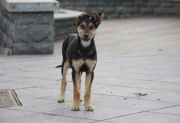 NPR’s Article on Stray Dogs is Two Centuries Too Late Nathan J. Winograd